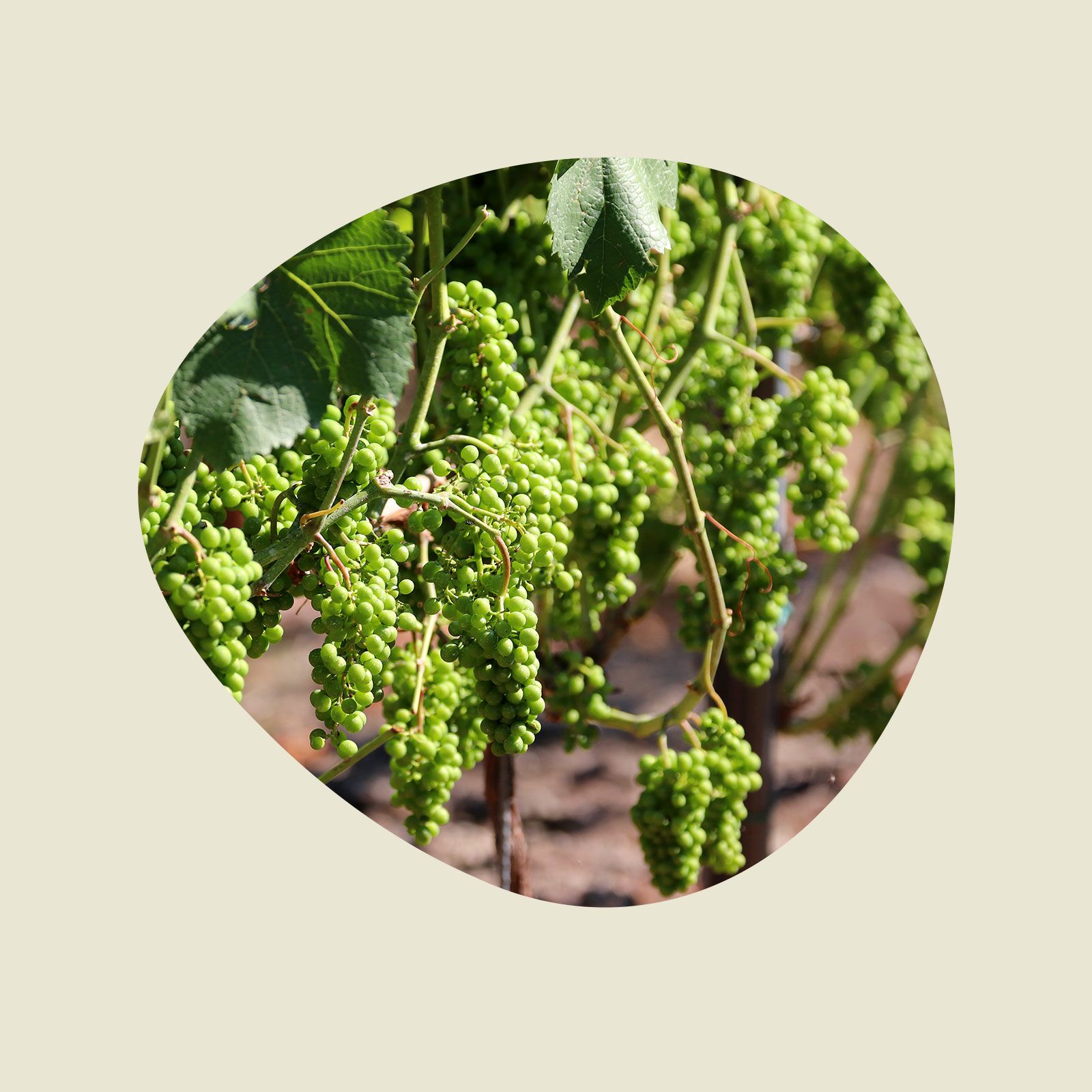 Weinanbau TOKO TOKO GmbH